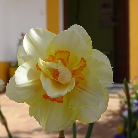 Mira Vila By Stay In Alentejo For Hikers 빌라노바데밀폰테스 외부 사진